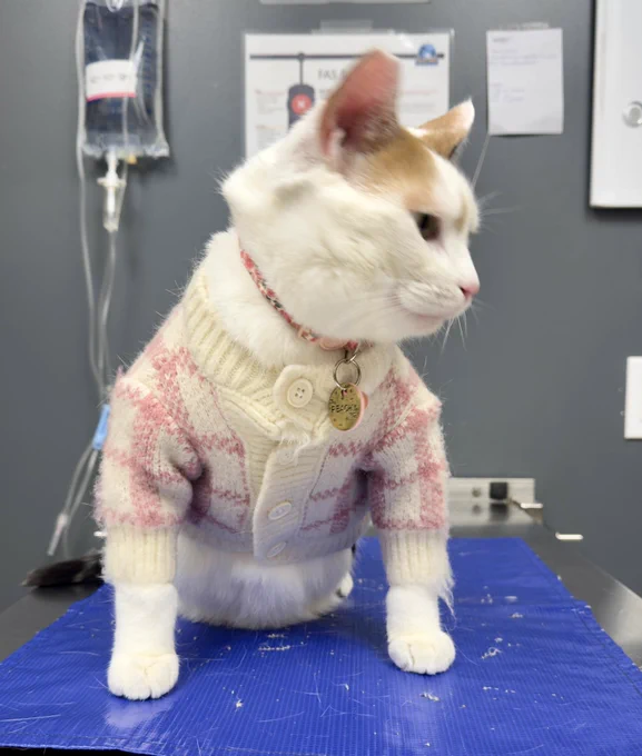 Image from Roncy Village Vet Clinic (@RoncyVet)