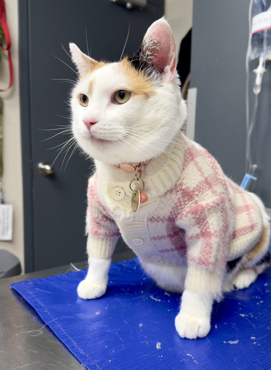 It’s sweater weather…and Peachy’s dressed for it! She visited us for a dental assessment and weight loss consult today, and now we all want cardigans… 🍑😍 #roncy #roncesvalles #highpark