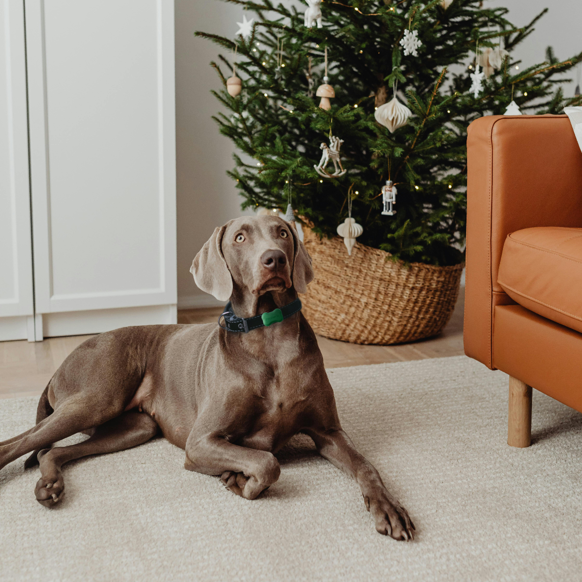 FitBark (@fitbark) on Twitter photo Only 13 days until Christmas... Only 13 days until Christmas...