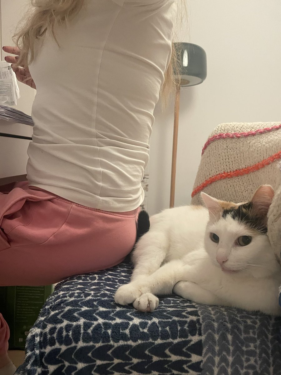 Miss_Shady86's tweet photo. Myśli, że jej zejdę..
Jakże Się myli 😼
#księżna #Tosia #cztery #kilo #futra #rządzi #połowa #osiedla https://t.co/jk3l7P2AAm