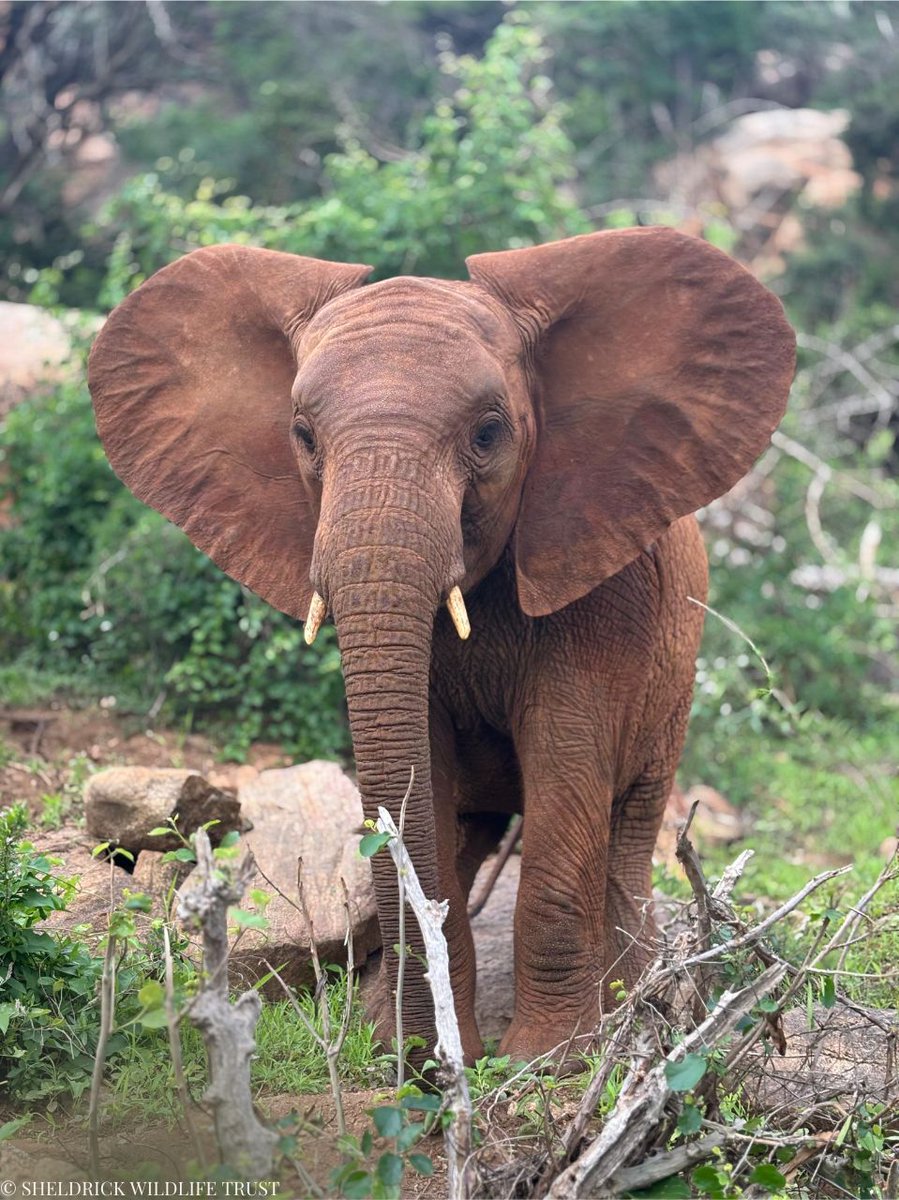 Losoito joined us in April 2023 after being rescued in Tsavo West National Park. Just two years old and in need of milk, she quickly settled into our Voi Reintegration Unit, charming everyone with her short, stout frame and determined little run. 

Read her full story and support