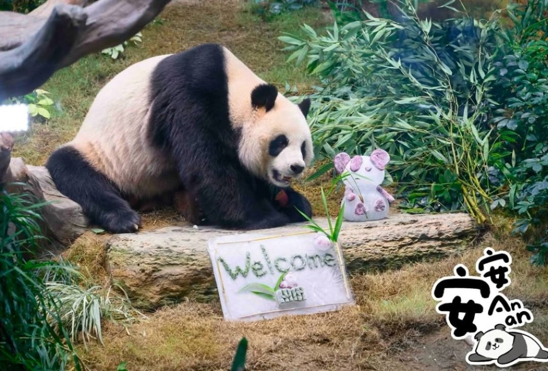 PandaAnAnCTO's tweet photo. Welcome to my world $ANAN 🐼
#SOL #MEMES #CHINA #PANDA #MOODE https://t.co/jvM5tqQSw5