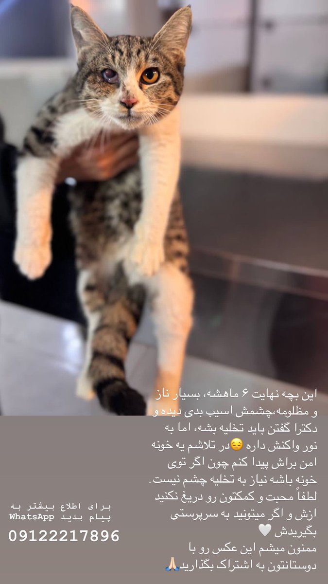 xtemmex's tweet photo. #واگذاری_گربه https://t.co/BPfeW8SoSs