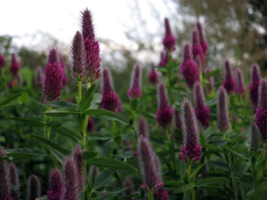 _t_m's tweet photo. Trifolium rubens ‚Peach Pink‘ 

#trifoliumrubens #trifoliumrubenspeachpink #perennials https://t.co/0hLAxmWeGR