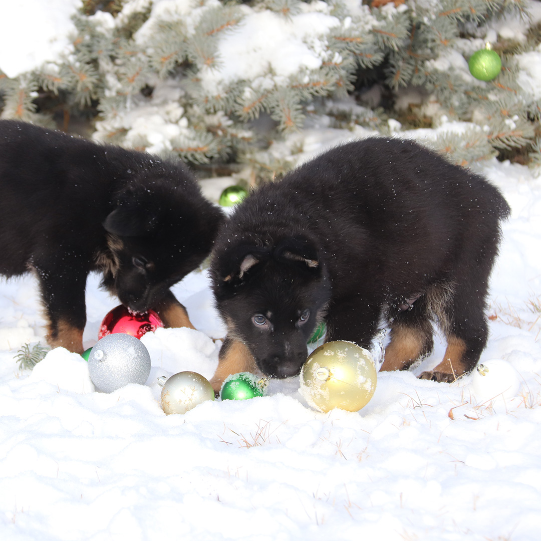 RCMP Depot Division tweet media