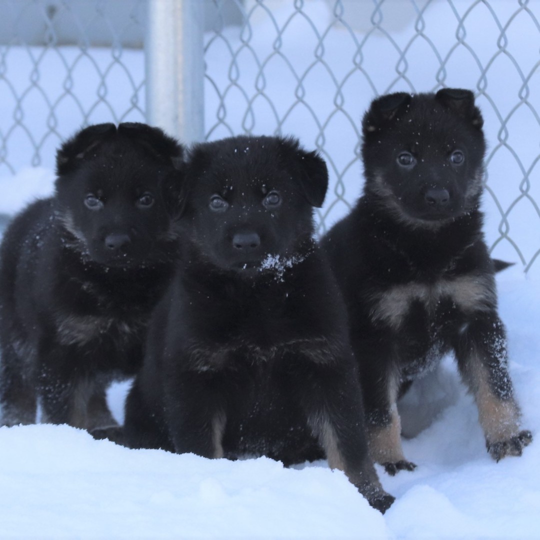 🐾🎄Happy Howlidays from the newest pups at Police Dog Services Training Centre in Innisfail! Exploring their surroundings is very important, and right now it is all about the snow. ❄️ #RCMPPoliceDogs #GermanShepherdPuppies