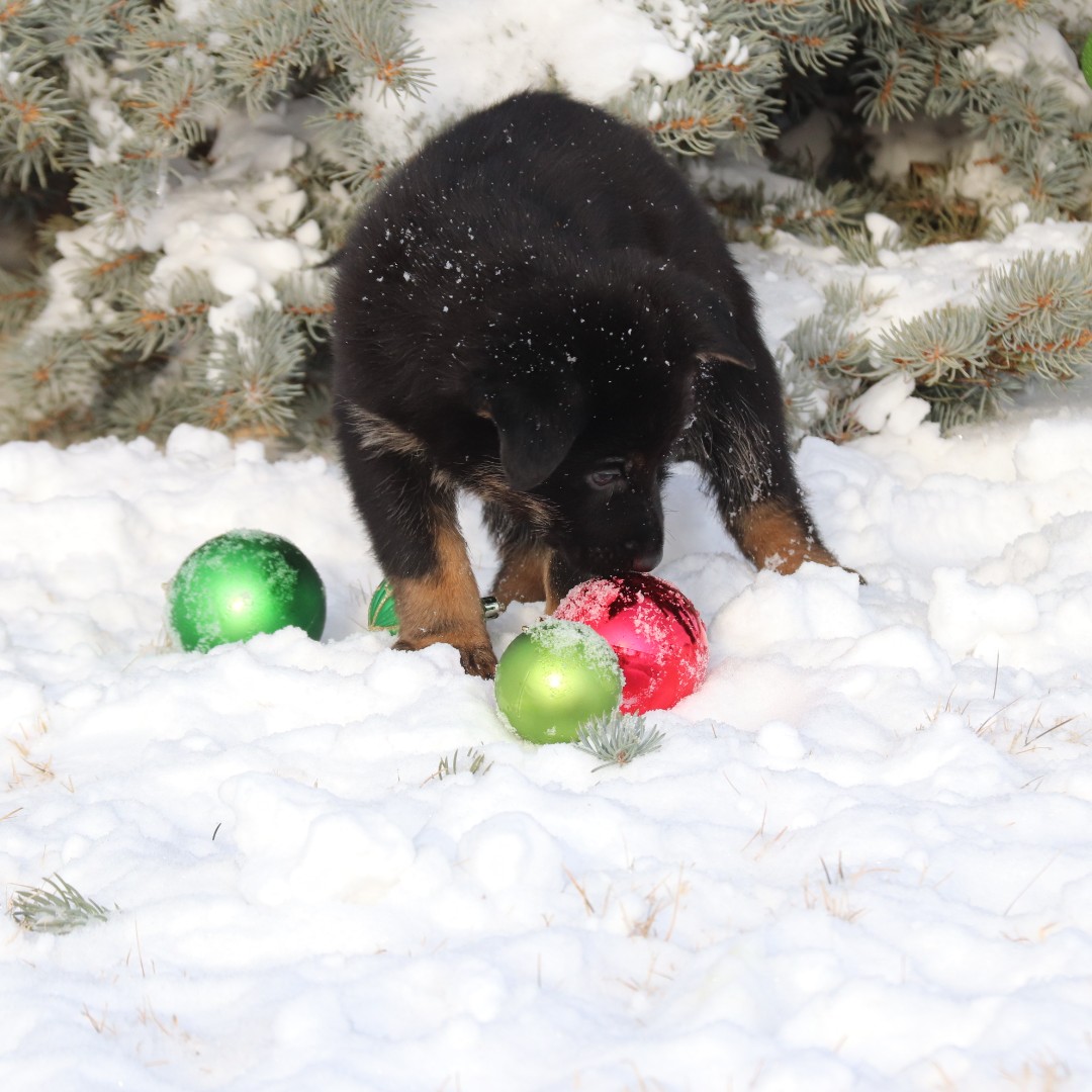 GRCDepot's tweet photo. 🐾🎄Joyeuses Fêtes de la part des tout nouveaux chiots du Centre de dressage des chiens de police à Innisfail! Explorer ses alentours est très important à leur développement, et c’est la saison pour jouer dans la neige! ❄️ #ChiensPoliciers #ChiotsBergersAllemands https://t.co/fZZHi9VB0D