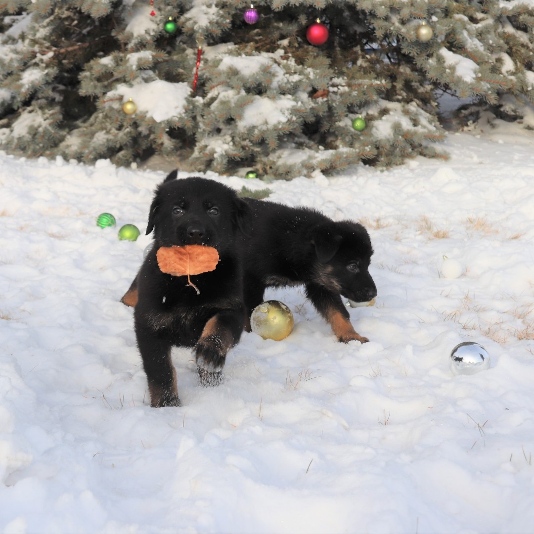 GRCDepot's tweet photo. 🐾🎄Joyeuses Fêtes de la part des tout nouveaux chiots du Centre de dressage des chiens de police à Innisfail! Explorer ses alentours est très important à leur développement, et c’est la saison pour jouer dans la neige! ❄️ #ChiensPoliciers #ChiotsBergersAllemands https://t.co/fZZHi9VB0D