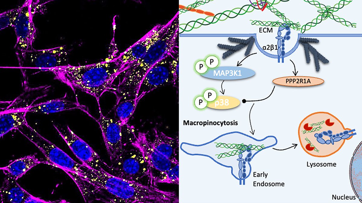 PLOS Biology (@plosbiology) on Twitter photo Screen for novel kinase regulators by <a href="/Montse_Llanses/">Montse Llanses</a> <a href="/ERainero_lab/">Elena Rainero</a> &co shows that the α2β1 integrin/p38 signaling axis is needed for internalization of #integrin-bound #ECM, modulating cell migration & invasion in diverse #cancer cells #PLOSBiology plos.io/4gzKTbp Screen for novel kinase regulators by <a href="/Montse_Llanses/">Montse Llanses</a> <a href="/ERainero_lab/">Elena Rainero</a> &co shows that the α2β1 integrin/p38 signaling axis is needed for internalization of #integrin-bound #ECM, modulating cell migration & invasion in diverse #cancer cells #PLOSBiology plos.io/4gzKTbp