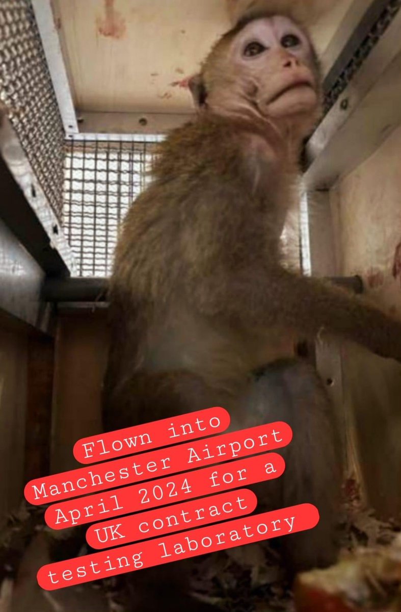 FreeMBRbeagles's tweet photo. Seeing that violence at @manairport is trending, macaque monkeys were flown into the UK via Manchester Airport again this afternoon &amp; have arrived at Labcorp Huntingdon where they will be poisoned to death https://t.co/3t7pL1Q2h8