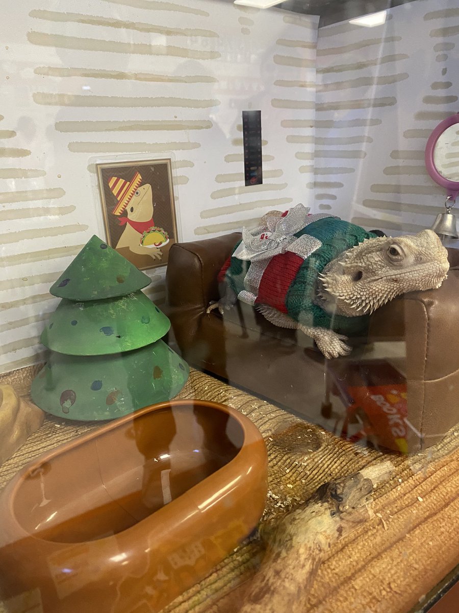 Mrs. Houchens (@houchensmrs) on Twitter photo Our class pet Lizzie dressed up for Ugly Sweater Day and finally put her Christmas tree up! <a href="/plainviewElem/">Plainview Elementary School</a> #EvenMoreInYear4 Our class pet Lizzie dressed up for Ugly Sweater Day and finally put her Christmas tree up! <a href="/plainviewElem/">Plainview Elementary School</a> #EvenMoreInYear4