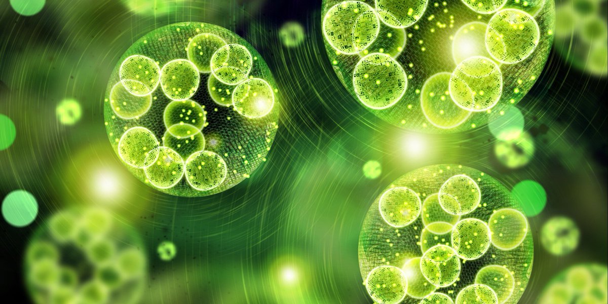 IFT's tweet image. The #microalgae #Chlorella vulgaris shows promise as a food substitute. It&apos;s rich in protein, vitamins, &amp;amp; minerals &amp;amp; can be grown #sustainably compared to traditional crops. But challenges, like flavor &amp;amp; heavy metal contamination. Learn more: hubs.la/Q02_sd4Q0 #IFTJournals