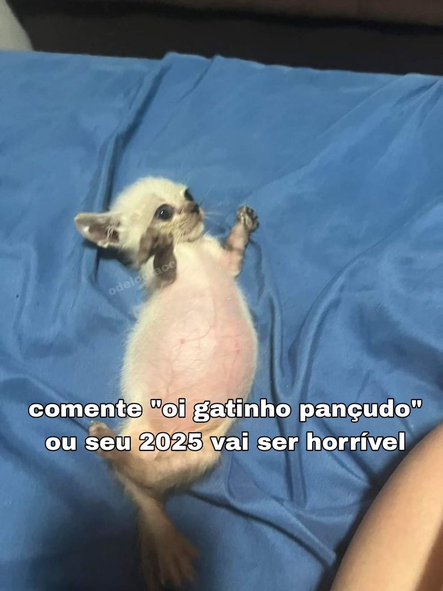 perfil dedicado a gatinhos e peitos tweet media
