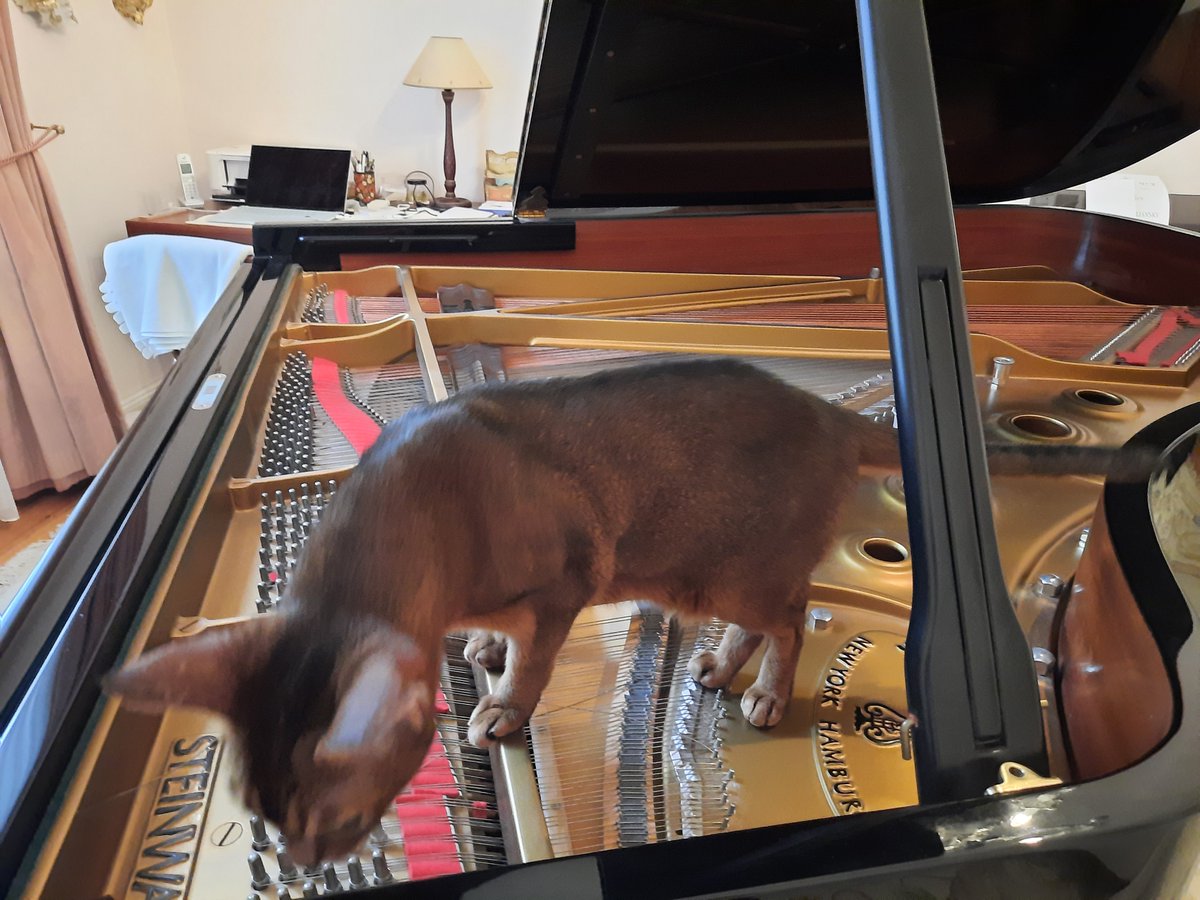 Last inspection before the tuner replaces the torn strings...

#tuner #cat #piano #ClassicalMusic