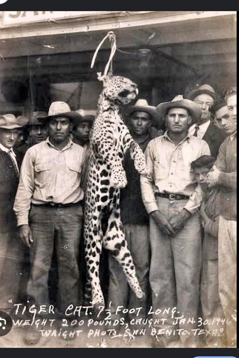 tcryptidhunter's tweet image. “Tiger Cat” (jaguar) killed in San Benito, TX in 1946. One of the last of his kind in the Lone Star State.