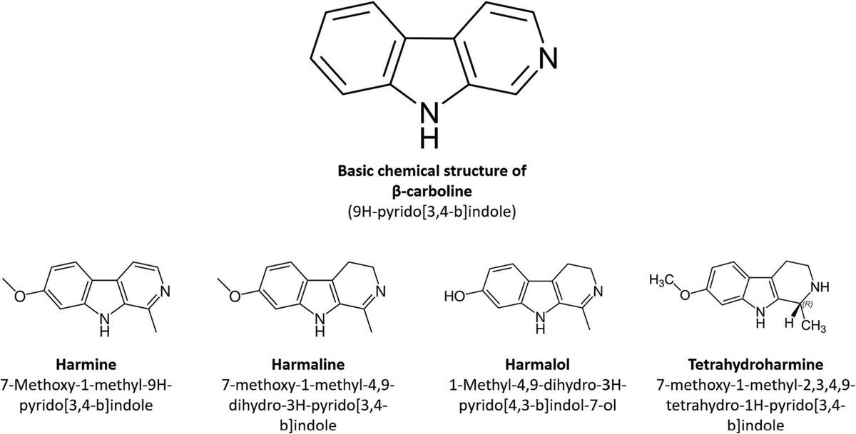 ArchaeometryJnl's tweet photo. Archaeology of psychotropic substances: The problem of analytical detection of ayahuasca
https://t.co/P5DtJUAJ4l
#ArchaeometryDec2024
#Ayahuasca #PsychotropicSubstances #Mummies #Harmaline #Harmine #Toxicology https://t.co/0GylYCx3Tx
