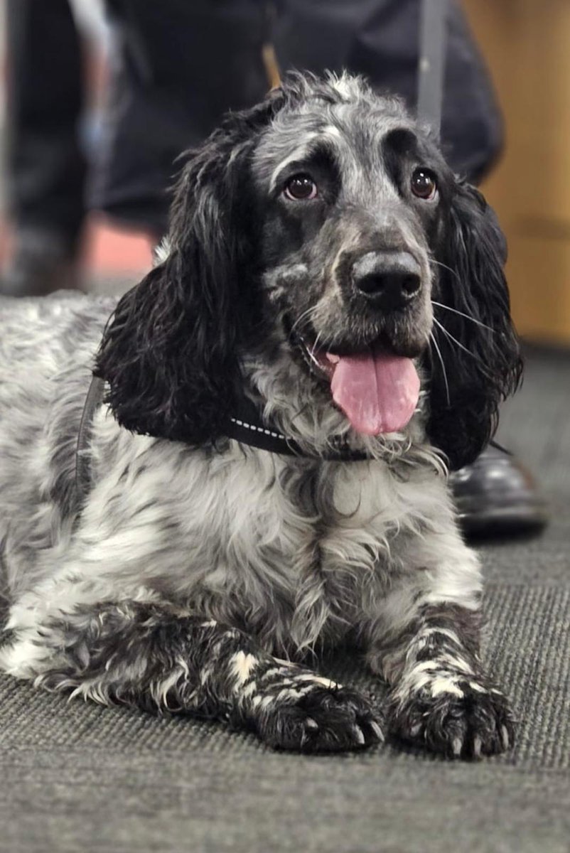 East Mids Fire Dog (@midsdog) on Twitter photo Today Barney and Ginny were at Derby university helping out with sample testing. We had a surprise visit from <a href="/WMFSFireDog/">WMFS Fire Investigation Dog</a> Giddy who we can report is recovering well Today Barney and Ginny were at Derby university helping out with sample testing. We had a surprise visit from <a href="/WMFSFireDog/">WMFS Fire Investigation Dog</a> Giddy who we can report is recovering well