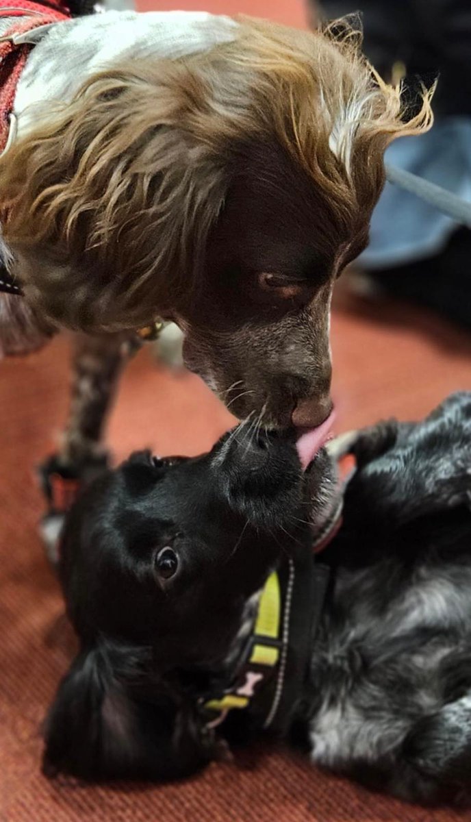 East Mids Fire Dog tweet media