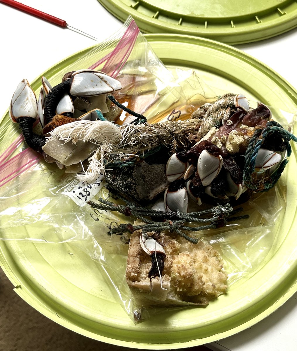 SERCinvasions's tweet photo. #25DaysofCrustmas #Day12 Who needs "six geese a laying" when you can have ten gooseneck #barnacles a rafting? π€ Coastal animals (like gooseneck barnacles) have found a new way to survive in the open oceanβby colonizing plastic pollution. Learn more at https://t.co/gapT6qLYFM https://t.co/jPGvWh5l6P
