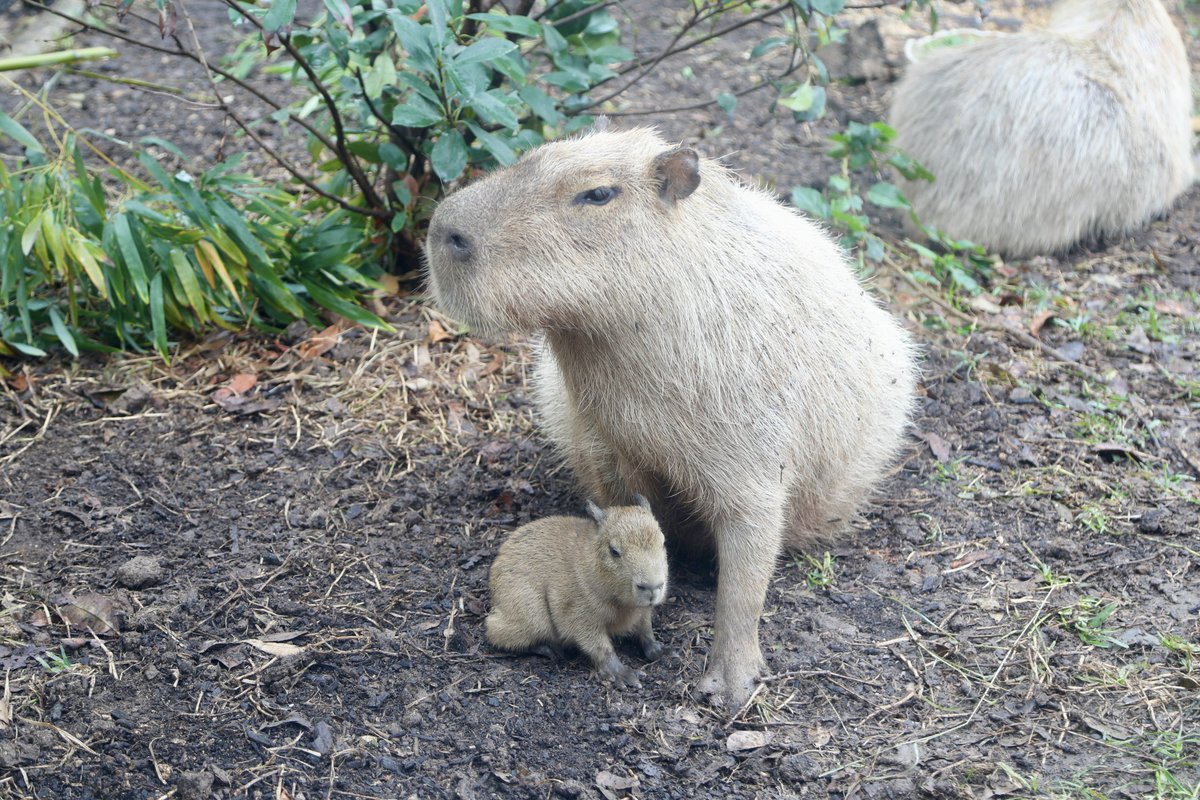 SanAntonioZoo's tweet photo. We’re thrilled to welcome a new member to our San Antonio Zoo family—a baby capybara, named Tupi, pronounced (two-pee)! 🐾 

This adorable little one was born on December 3 and is already stealing hearts. Tupi is the first capybara born at San Antonio Zoo since 2000!
 
Capybaras, scientifically known as Hydrochoerus hydrochaeris, live in South American savannas, forests, and around bodies of water. As the largest rodent in the world, these engaging animals are highly social creatures living in herds as large as 100 members. Their love for water also provides their favorite meals consisting of grasses and water plants, using their sharp teeth to consume large quantities of vegetation, averaging 6 to 8 pounds per day for an adult capybara.
 
Come visit us soon and say hello to mom and baby! 💚