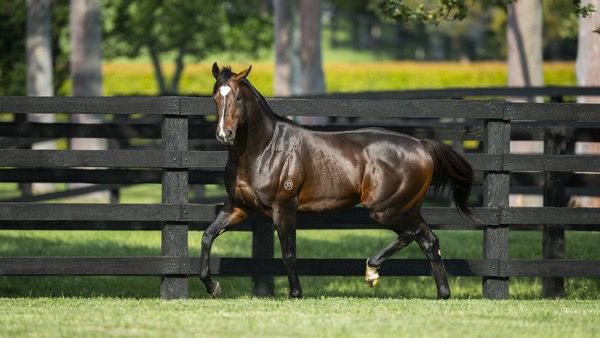 SancalRacing's tweet photo. Astern Türkiye’de … 🇹🇷🤝🇦🇺
#Astern, the highest-rated sprinter by Medaglia D'Oro, is heading to #Turkey for our 2025 Breeding Season. Thank you so much to everyone involved! #SancalRacing - #ElmendorfFarm https://t.co/gnPViot92F