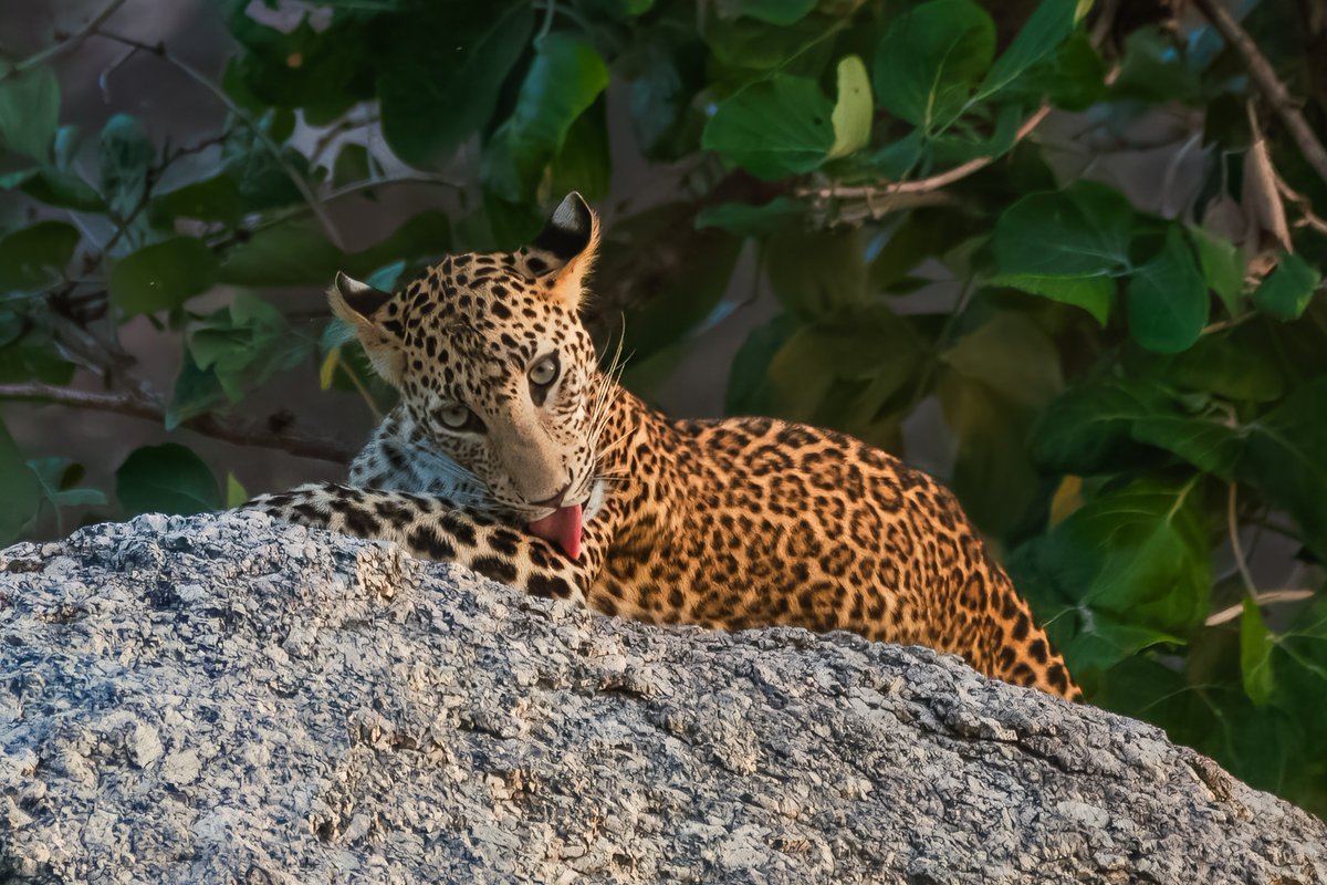 bownaankamal's tweet photo. Indian Leopard | Jawai | India
#indianleopard https://t.co/uX3Yh2RwOE