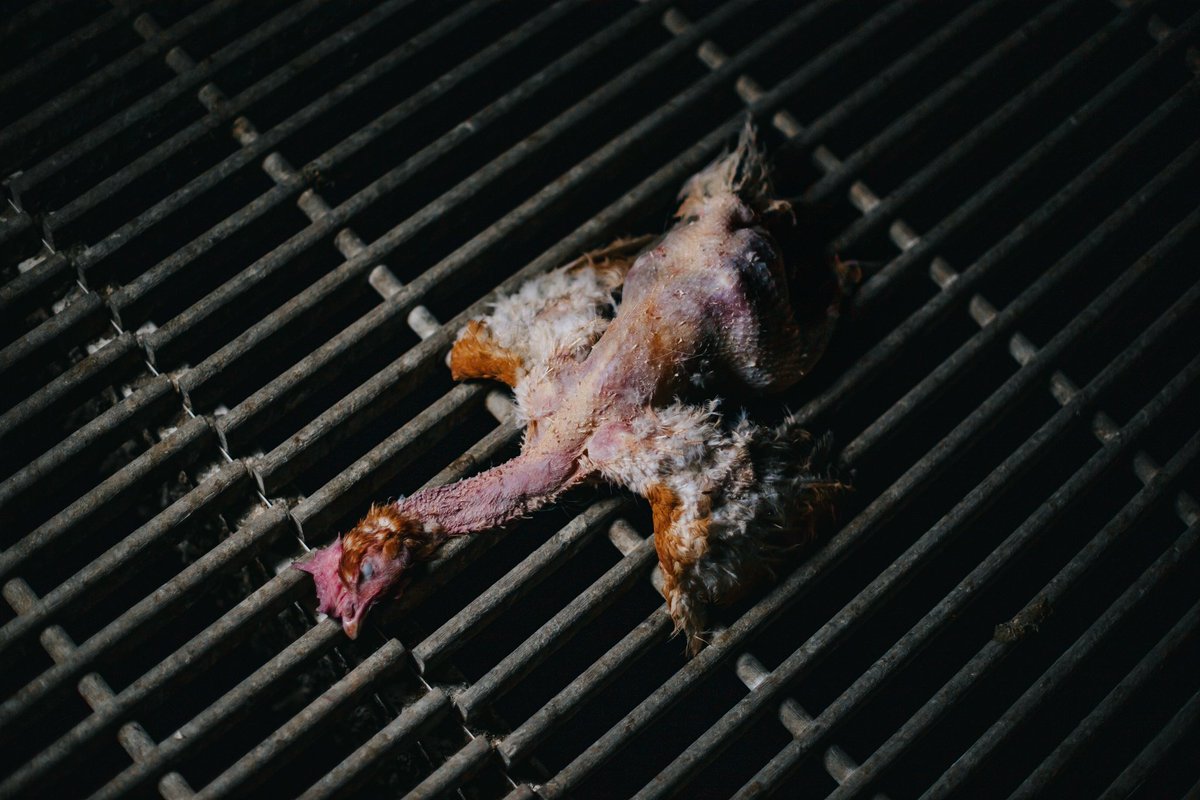 A hen from a free-range egg farm.

She endured genetic manipulation, forcing her to lay an unnatural number of eggs.

She had parts of her beak cut off.

She came from a hatchery where every male chick was killed.

The ‘best-case scenario’ for farmed animals is rife with cruelty.