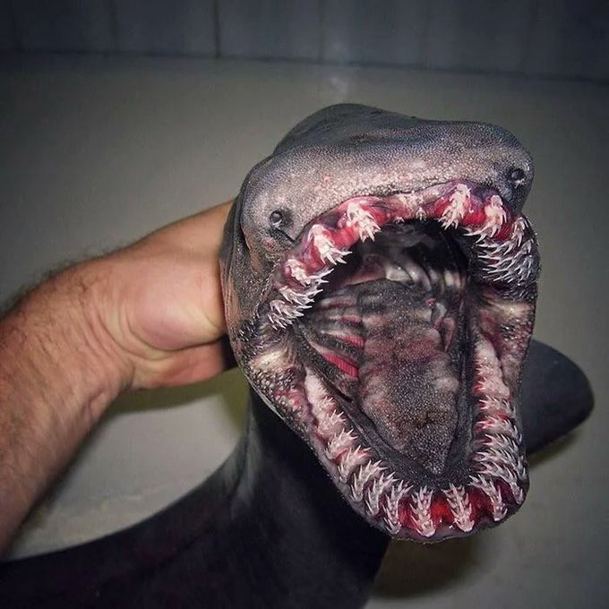 honordetigre's tweet photo. El Misterio Oculto de las Profundidades del Océano.

Un Hilo de extrañas criaturas marinas sacadas directamente de películas de terror:

🚨NO apto para sensibles. https://t.co/MfnT2pJH53