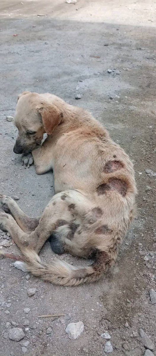 Este perrito está botado en la vereda santacruz de Tenjo C/marca en muy mal estado. La rescatista Johana va a recibirlo pero le cobran llevarlo hasta su casa 250mil pesos. Ayuda nequi 3202399521. Ayudémoslo por favor <a href="/andreanimalidad/">Andrea Padilla |Senado Alianza Verde🌻#️⃣1️⃣4️⃣</a> <a href="/juanchowills/">Juan Carlos Wills Ospina</a> @Osli2024 <a href="/Margaritarosadf/">Margarita Rosa</a>