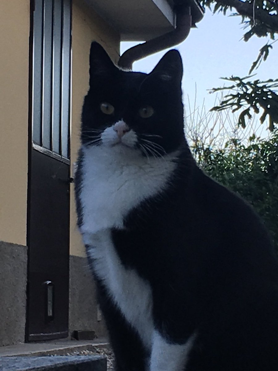 Mario ⭐️ 2013 🌈 2024
Ciao Mario, animale fedele, buon Ponte. Ti sei meritato tutte le carezze che hai ricevuto. Grazie per avermi fatto compagnia.