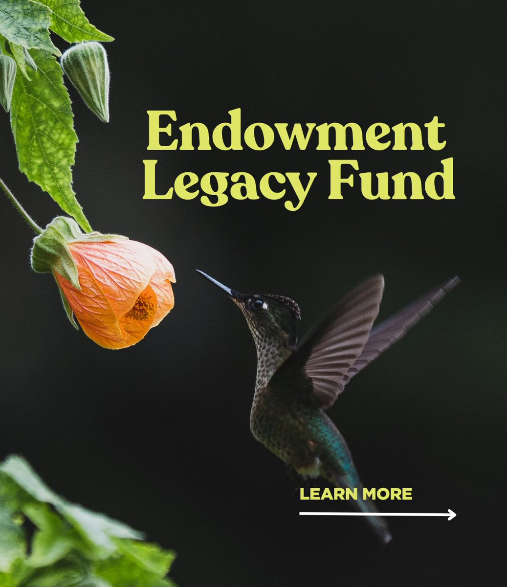 IslandConserv's tweet photo. If you choose to make an gift to the fund, your gift will be matched dollar for dollar in 2024 and 2025 until we’ve reached a full match for a $500,000 challenge grant from one of our generous donors!

Donate here: https://t.co/mQzFNSC7lj https://t.co/5IDs2r48nR