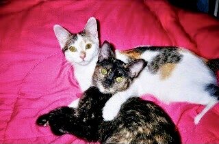 We Are The Paw Brothers 5🐾🐾🐾🐾🐾🐾 tweet media