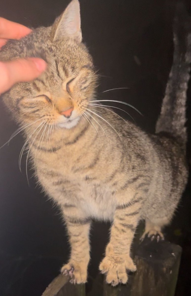 LaCrono__'s tweet image. Estábamos tranquilamente en casa y de pronto ha llegado un gatito con MUCHAS GANAS de vida familiar. Es muy mimoso, está contento como un perrete y tenía más hambre que un león. Ha costado un poco hacerle las fotos porque no-para-quieto. 
Algú ha perdut aquest gat a Girona?