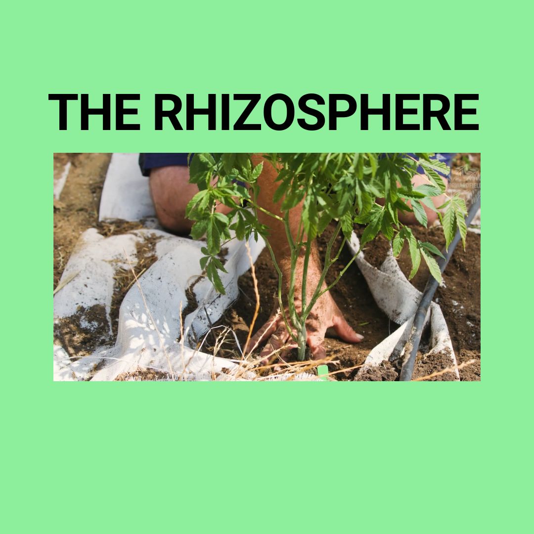ForwardFields's tweet photo. The Rhizosphere is the whole root zone of the plant.

Bigger, stronger roots mean bigger, stronger plants.

This not only means more yield, but also plants that are more resilient and pest resistant. Luckily, this is something you can nurture and control. https://t.co/clUwMK0Fnj