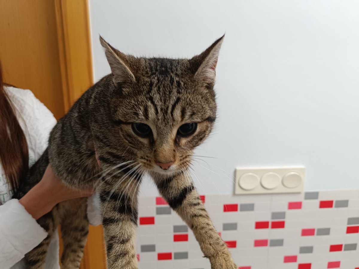 LaCrono__'s tweet image. Estábamos tranquilamente en casa y de pronto ha llegado un gatito con MUCHAS GANAS de vida familiar. Es muy mimoso, está contento como un perrete y tenía más hambre que un león. Ha costado un poco hacerle las fotos porque no-para-quieto. 
Algú ha perdut aquest gat a Girona?