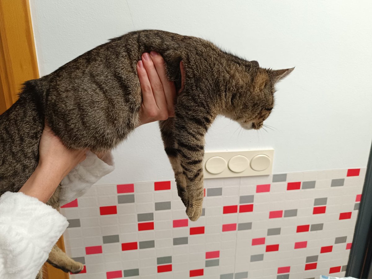 LaCrono__'s tweet image. Estábamos tranquilamente en casa y de pronto ha llegado un gatito con MUCHAS GANAS de vida familiar. Es muy mimoso, está contento como un perrete y tenía más hambre que un león. Ha costado un poco hacerle las fotos porque no-para-quieto. 
Algú ha perdut aquest gat a Girona?
