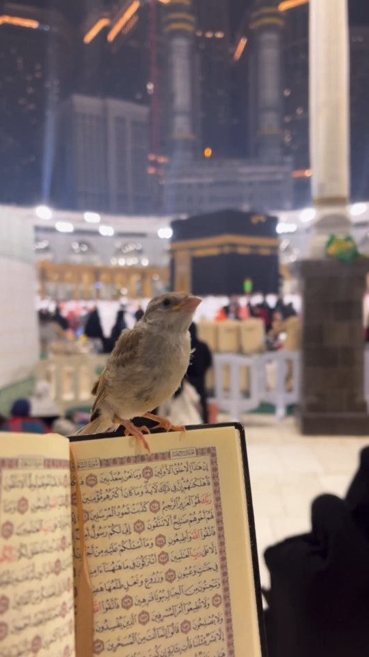 "
الأرضُ أرضُه، والأَمر أمره، ونحن عباده، وهو بنا أحنّ و أرحم.

#سبحانه