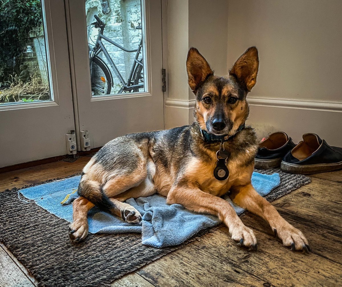 sociabledog's tweet photo. #sophiefromromania https://t.co/JVNRJtQs62
