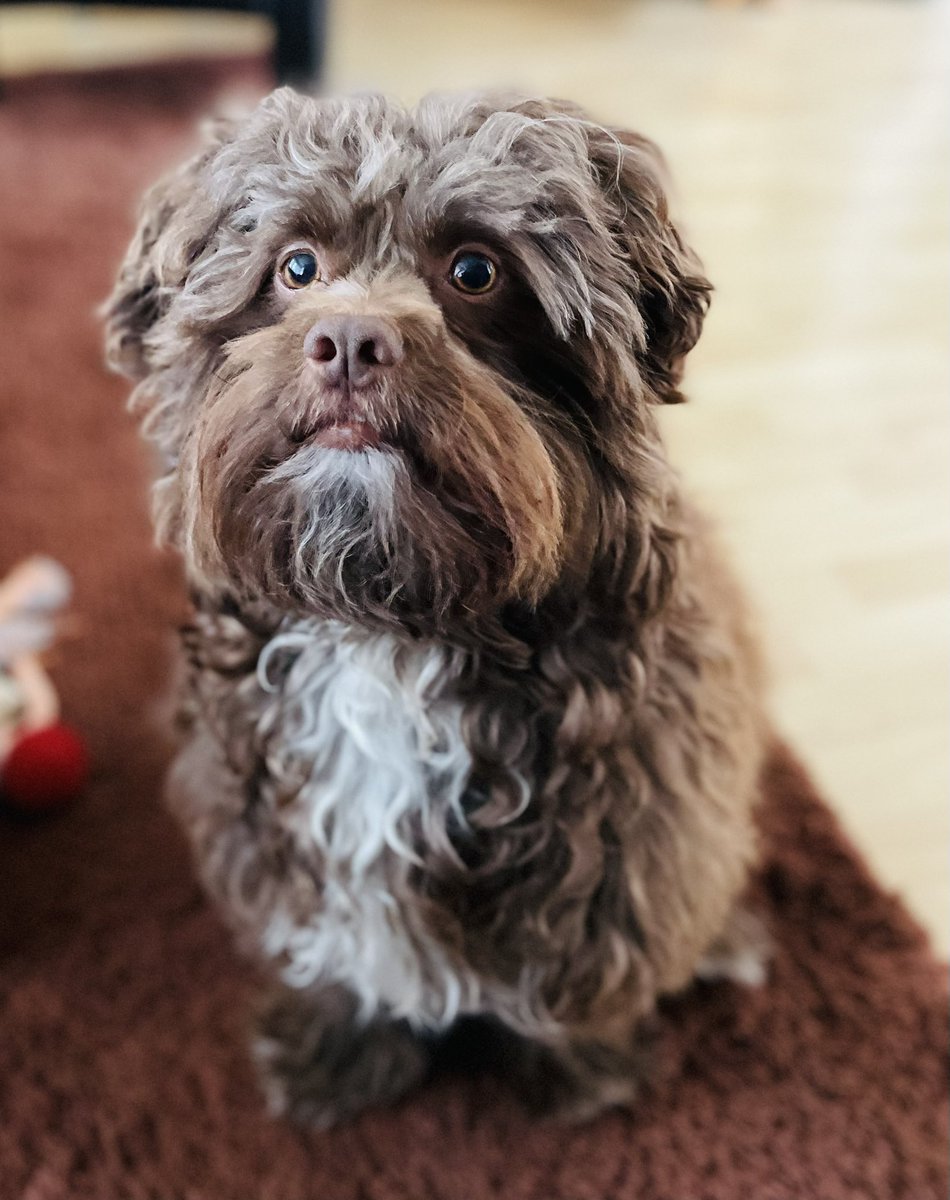 Roy_deVries's tweet photo. @Daanklxxs En een stukje voor Harley? https://t.co/2tI89q4GC7