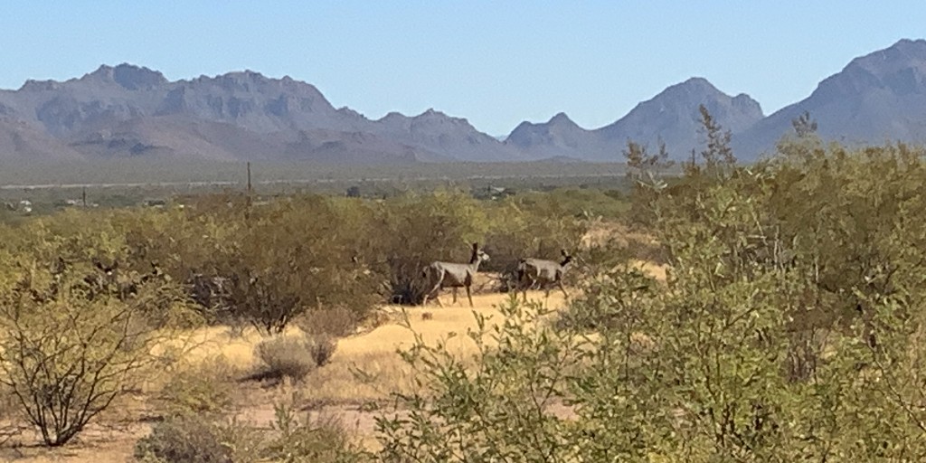 Volunteers from Desert Fence Busters got a special treat after removing 6.5 miles of old fencing to open the landscape for wildlife to roam. They saw a herd of 12 deer navigating the newly opened space! 🦌 #conservationwin #azgfd #azwildlife