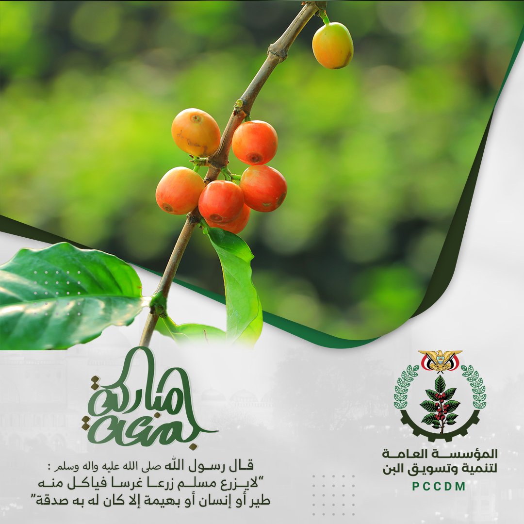 المؤسسة العامة لتنمية وتسويق البن (@pccdmye) on Twitter photo 
