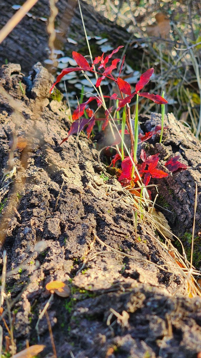 Thehellfather's tweet photo. Pretty red splash in the midst of everything green and gray. https://t.co/EoWIwkVeP8
