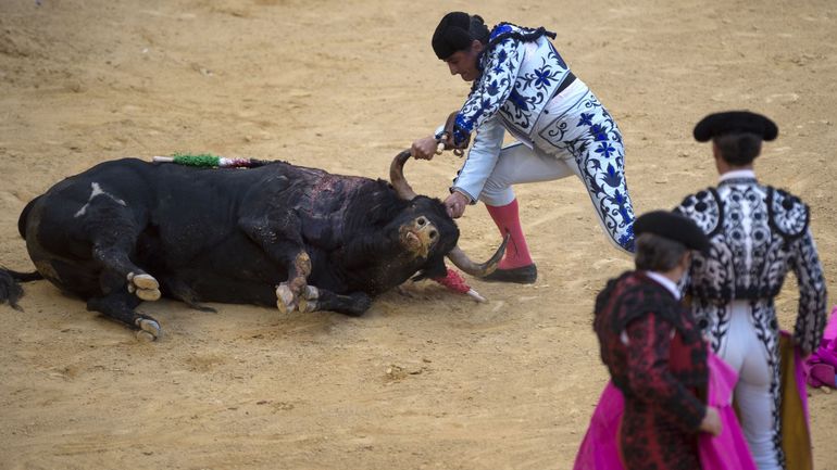 MaitreGerard's tweet photo. En 🇫🇷, tuer un taureau n'est pas punissable. Mais protéger un sanglier oui. 

Politiques et administration sont les pires ennemis des animaux !

@afpfr 
@ParisMatch 
@OuestFrance 
@BFMTV 
@RTLFrance 
@M6 
@apollineWakeUp 
@Tof_Beaugrand 
@courbet_julien 
@HenryJeanServat https://t.co/KayhUIe6jo