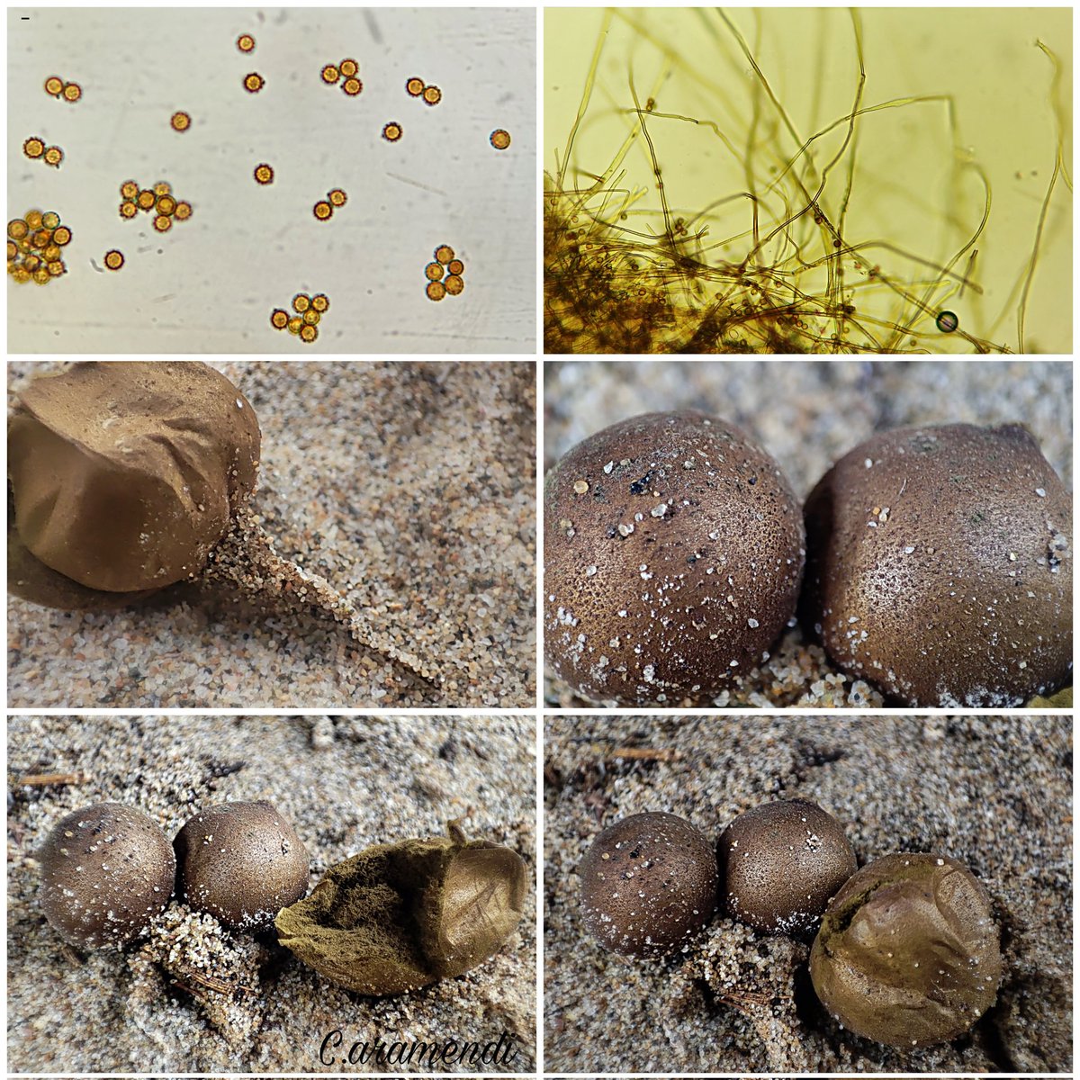 💥 Lycoperdon dermoxanthum

Carpóforo de 1,5-2,5cm. Largo cordón rizoide que lo une al sustrato. Exoperidio con ornamentación que en ejemplares maduros no deja aréolas. Gleba marrón olivácea.

Esporas globosas (3,4-4,2µm) con forma de rueda dentada con apiculo muy corto.