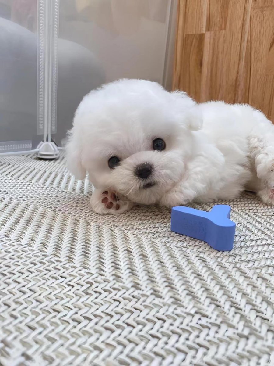 sarousht's tweet photo. The world would be a better place if everyone had a dog. https://t.co/rn59JgZSgb