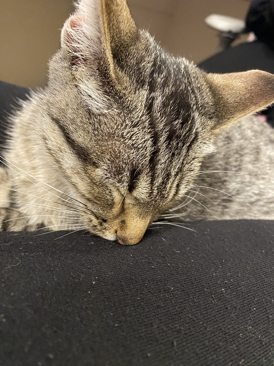 Bienvenida a casa Sylvanas💜🏠