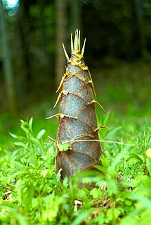XRPBrainst0rm's tweet photo. Bamboo <> Sign of explosive growth
@susieq1007 https://t.co/NC2UFX0Oo0
