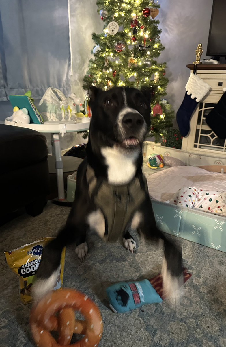Pure joy! Thank you Chewy Claus <a href="/Chewy/">Chewy</a> ❤️🎄