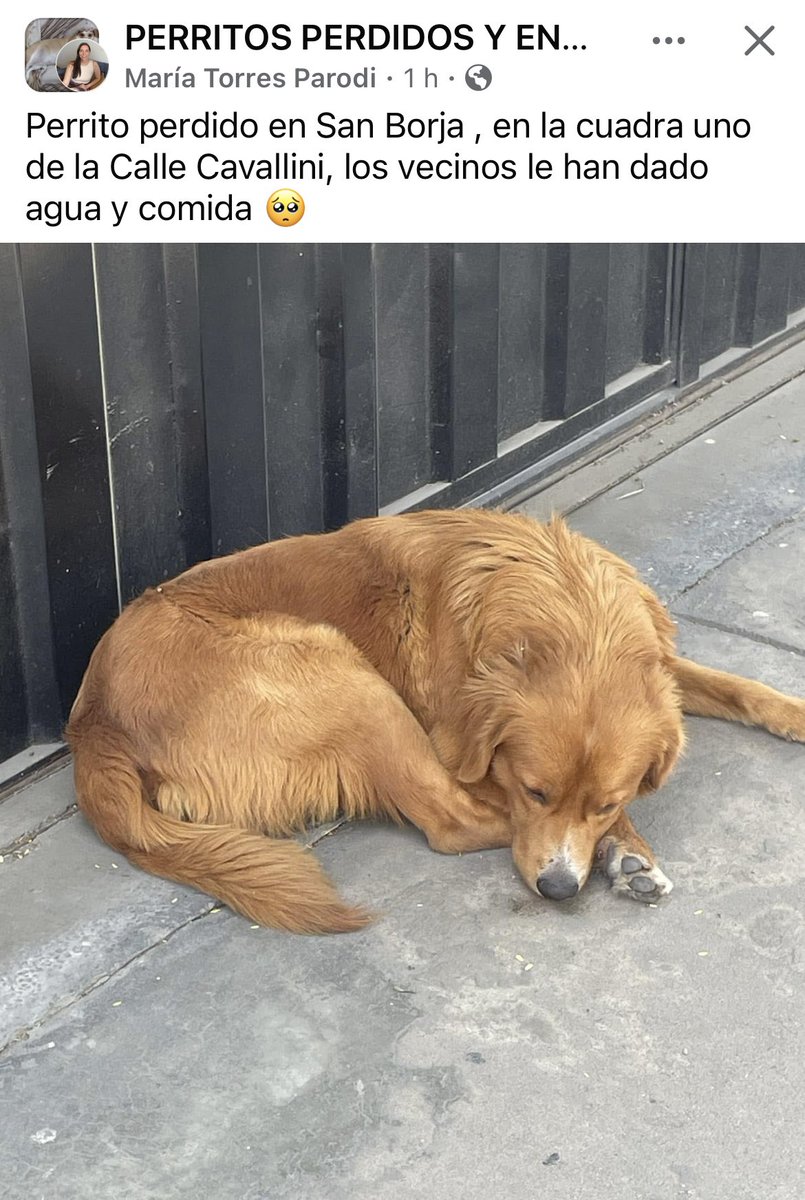 vanessasaba75's tweet photo. ¿Alguien lo reconoce? Se busca a sus dueños. Lima, San Borja. https://t.co/oMtgRlKuXz