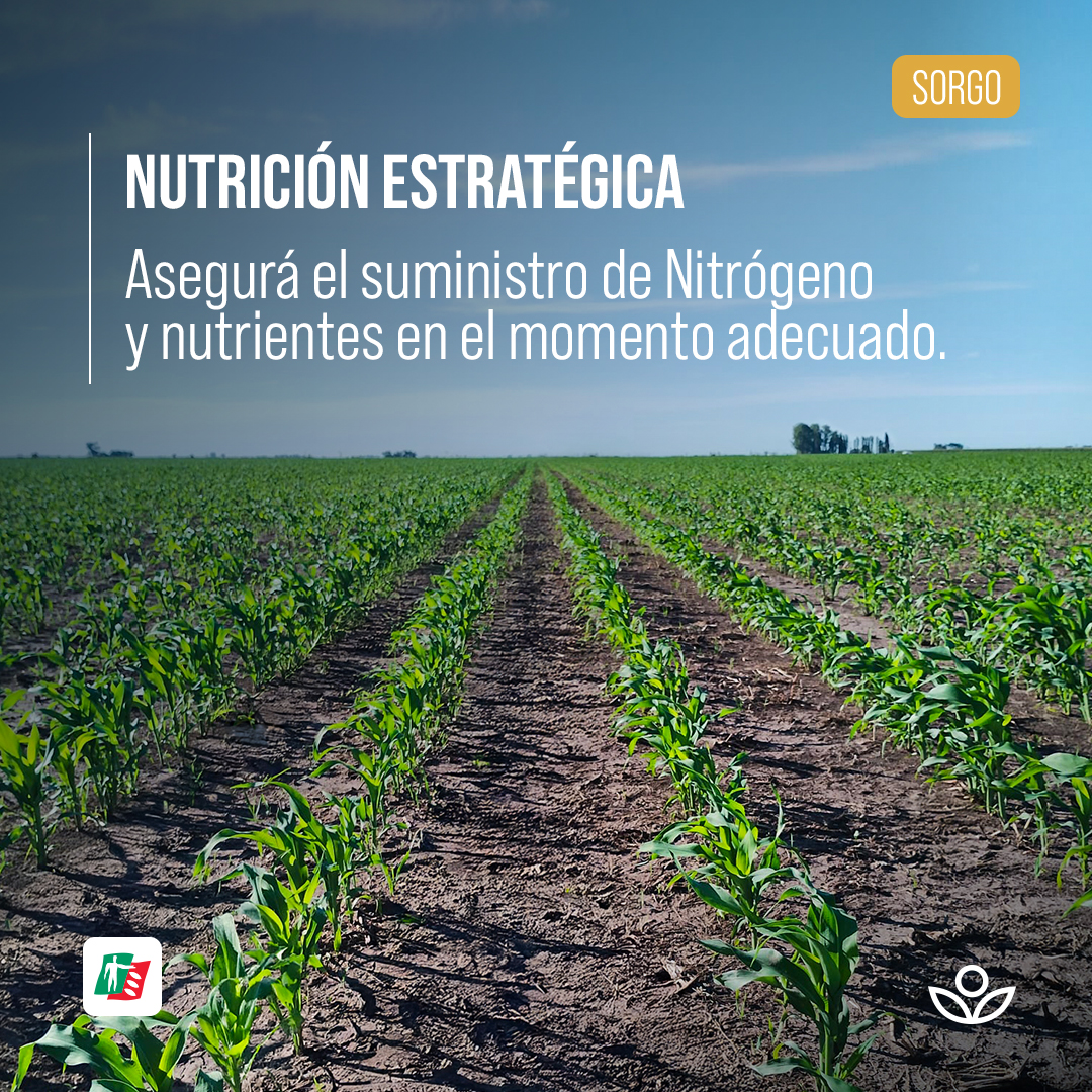 🌱 ¡El #sorgo avanza hacia una gran campaña!
Desde temprano las decisiones que tomes serán determinantes para el rendimiento final. 
¿Sabías que el sorgo tiene una gran capacidad para adaptarse a condiciones de sequía? Aun así, un buen inicio marcará la diferencia de rendimiento.